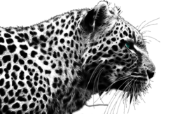 animals & cheetah free transparent png image.