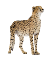 animals & Cheetah free transparent png image.