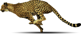 animals & Cheetah free transparent png image.