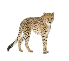 animals & Cheetah free transparent png image.