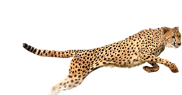 animals & Cheetah free transparent png image.