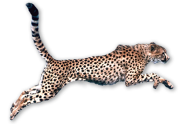 animals & cheetah free transparent png image.