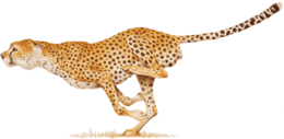 animals & Cheetah free transparent png image.