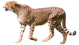 animals & cheetah free transparent png image.