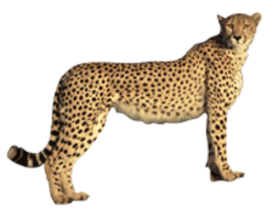 animals & cheetah free transparent png image.