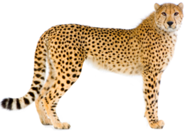 animals & Cheetah free transparent png image.