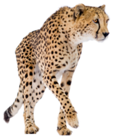 animals & Cheetah free transparent png image.