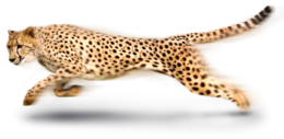 animals & Cheetah free transparent png image.