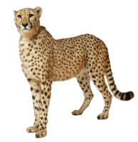 animals & cheetah free transparent png image.