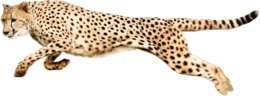 animals & Cheetah free transparent png image.