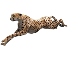 animals & Cheetah free transparent png image.