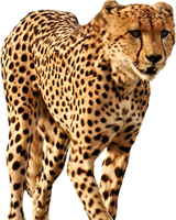 animals & cheetah free transparent png image.