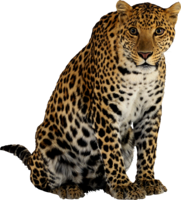 animals & cheetah free transparent png image.