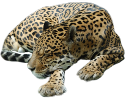 animals & cheetah free transparent png image.