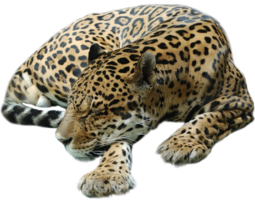 animals & Cheetah free transparent png image.