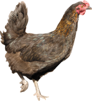 animals & chicken free transparent png image.