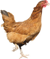 animals & chicken free transparent png image.