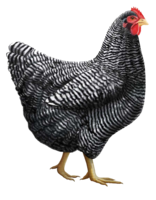 animals & chicken free transparent png image.