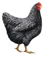 animals & Chicken free transparent png image.