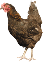 animals & chicken free transparent png image.