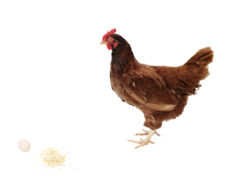 animals & chicken free transparent png image.