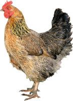 animals & chicken free transparent png image.