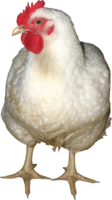 animals & chicken free transparent png image.