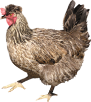 animals & chicken free transparent png image.