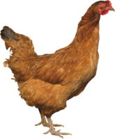 animals & chicken free transparent png image.