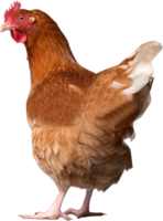 animals & Chicken free transparent png image.