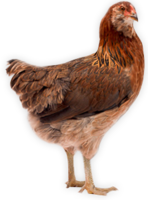 animals & chicken free transparent png image.