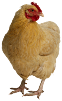 animals & Chicken free transparent png image.