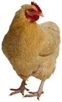 animals & chicken free transparent png image.