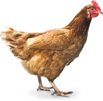 animals & chicken free transparent png image.