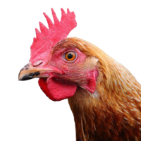 animals & chicken free transparent png image.