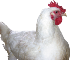 animals & chicken free transparent png image.