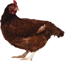 animals & Chicken free transparent png image.