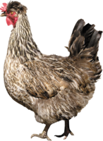 animals & Chicken free transparent png image.