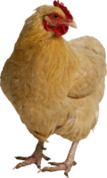 animals & chicken free transparent png image.