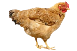 animals & chicken free transparent png image.