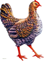 animals & chicken free transparent png image.