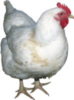 animals & chicken free transparent png image.