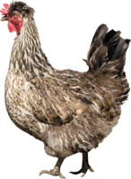 animals & Chicken free transparent png image.
