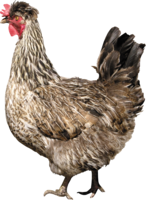 animals & chicken free transparent png image.