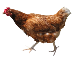 animals & Chicken free transparent png image.