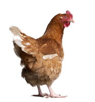 animals & Chicken free transparent png image.