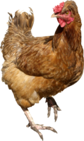 animals & Chicken free transparent png image.