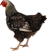 animals & Chicken free transparent png image.