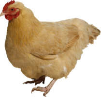 animals & Chicken free transparent png image.