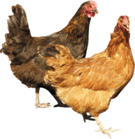 animals & Chicken free transparent png image.